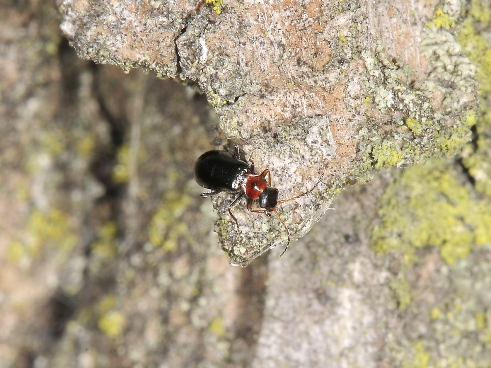 Troglops albicans (cf.) , Malachiidae